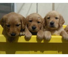 Cachorros Golden Retriever